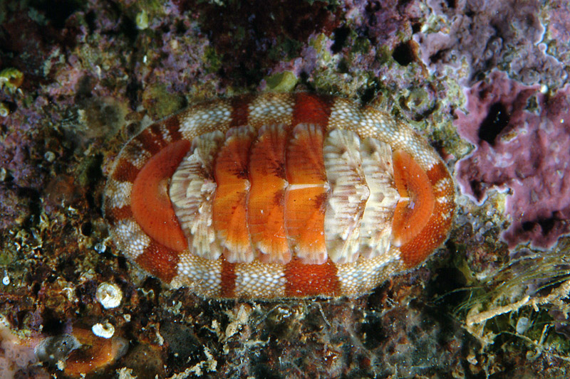 Chiton olivaceus